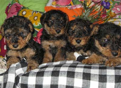 小狗进食时间的训练